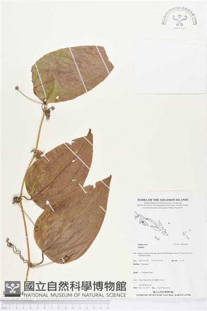 登錄號:BS04304藏品圖，第1張