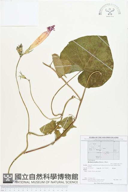 銳葉牽牛藏品圖，第1張