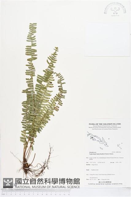 登錄號:BP01834藏品圖，第1張