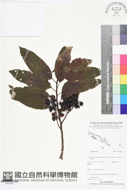登錄號:BS05834藏品圖，第1張