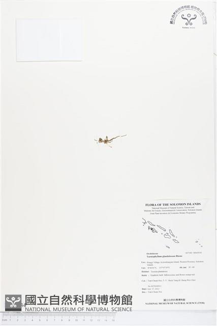 蜘蛛蘭藏品圖，第1張