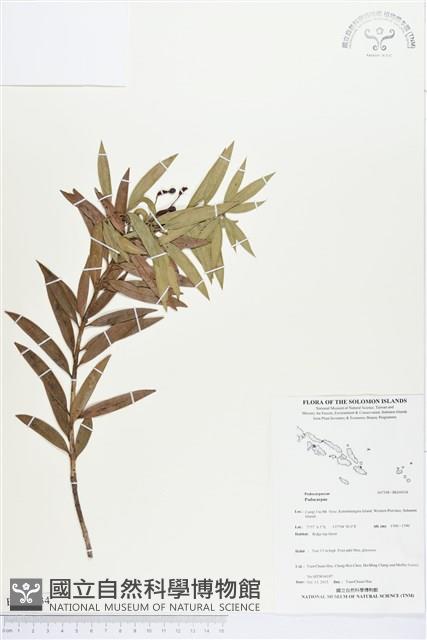 登錄號:BG00034藏品圖，第1張