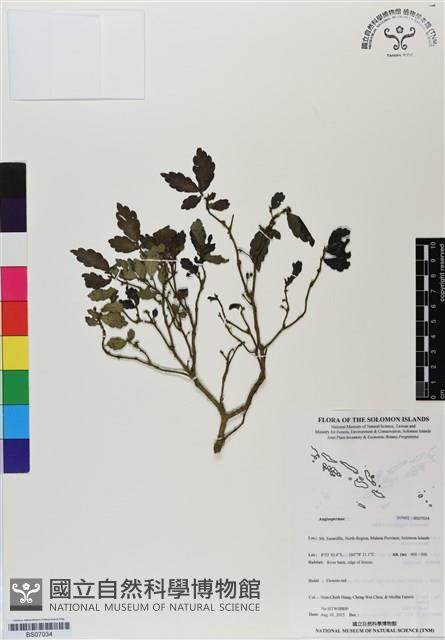 登錄號:BS07034藏品圖，第1張