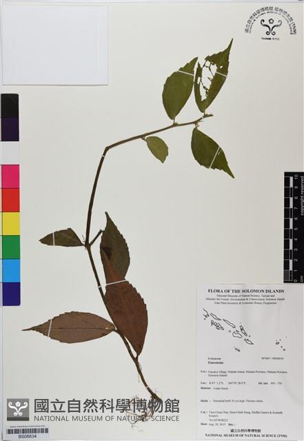 登錄號:BS06634藏品圖，第1張