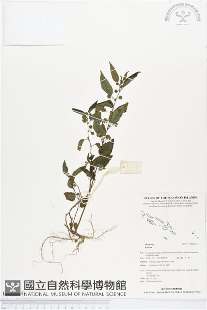 登錄號:BS02634藏品圖，第1張