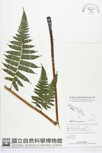 過溝菜蕨藏品圖，第1張