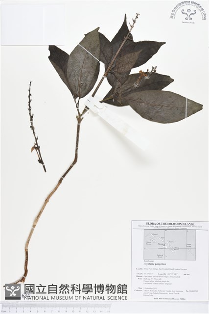 赤道櫻草藏品圖，第1張