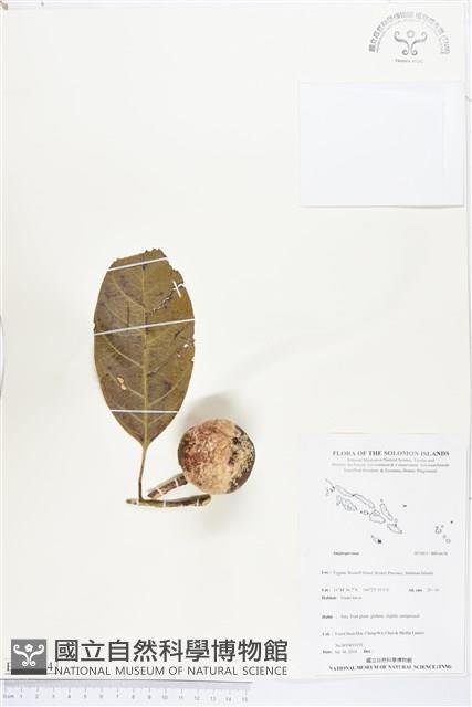 登錄號:BS04634藏品圖，第1張