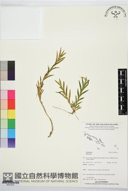 登錄號:BS07634藏品圖，第1張