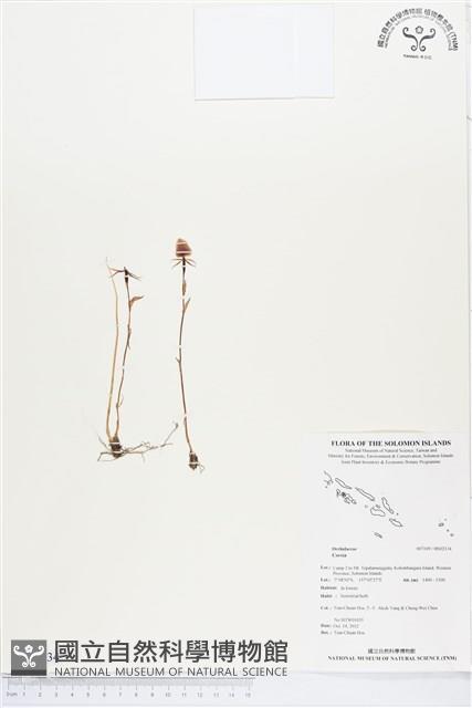 登錄號:BS02134藏品圖，第1張