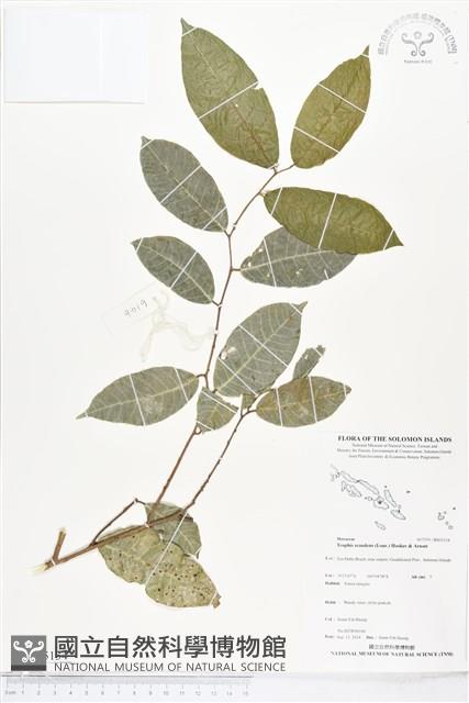 盤龍木藏品圖，第1張