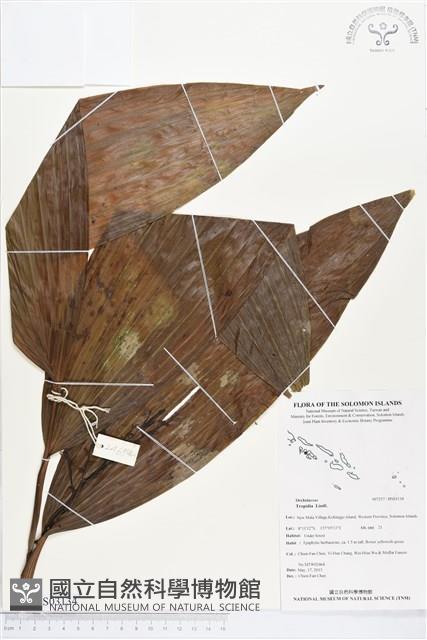 登錄號:BS03134藏品圖，第1張