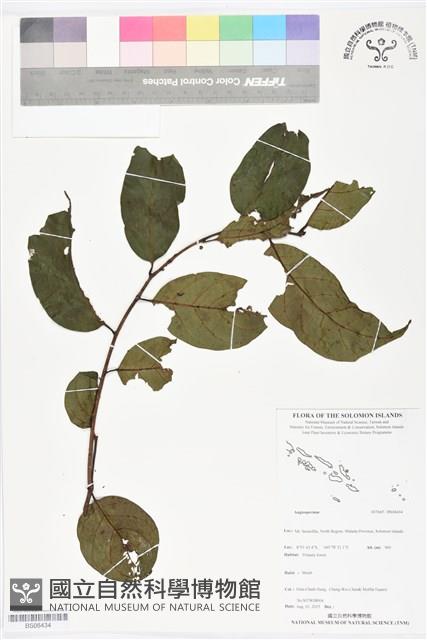 登錄號:BS06434藏品圖，第1張