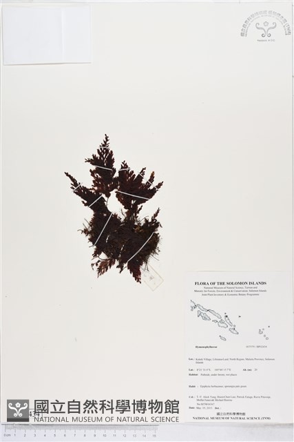 登錄號:BP02434藏品圖，第1張