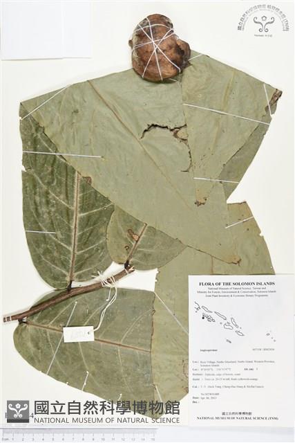 登錄號:BS02434藏品圖，第1張