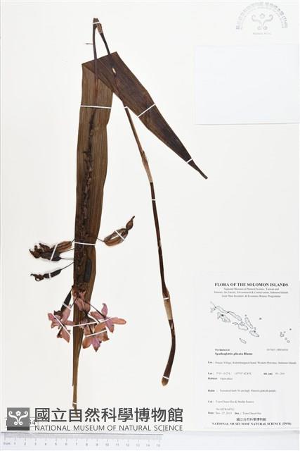 紫苞舌蘭、紫蘭藏品圖，第1張