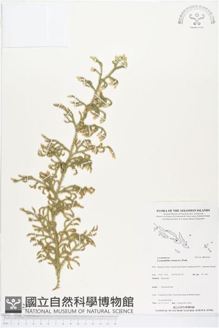 過山龍藏品圖，第1張