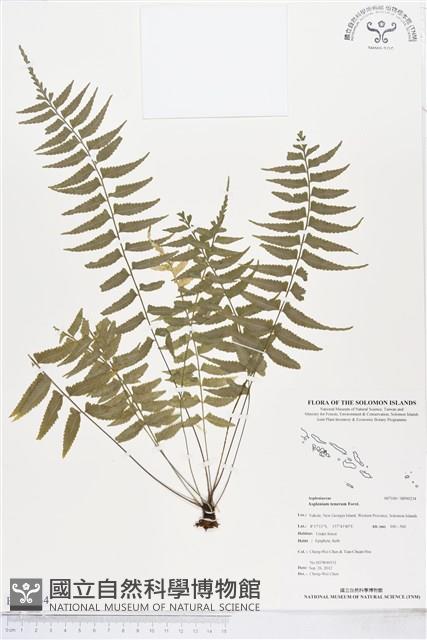 鈍齒鐵角蕨藏品圖，第1張