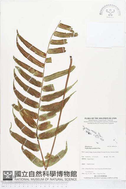 登錄號:BP01234藏品圖，第1張