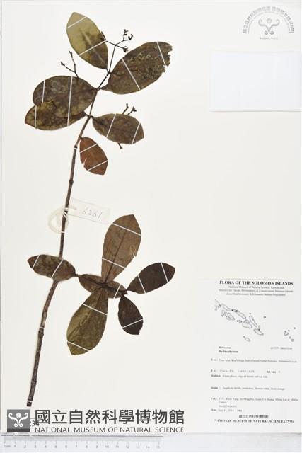 登錄號:BS05234藏品圖，第1張
