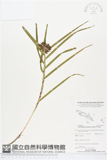 登錄號:BS04234藏品圖，第1張