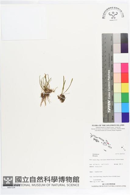 登錄號:BS07234藏品圖，第1張