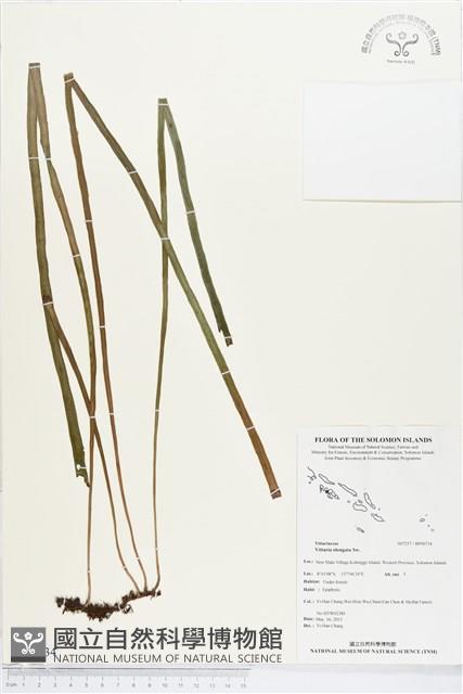 唇邊書帶蕨藏品圖，第1張