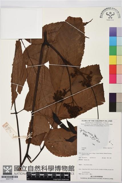 登錄號:BS07734藏品圖，第1張