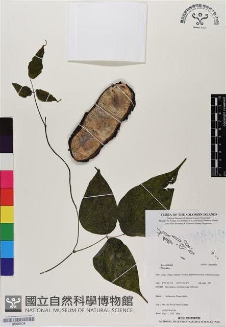 登錄號:BS06534藏品圖，第1張