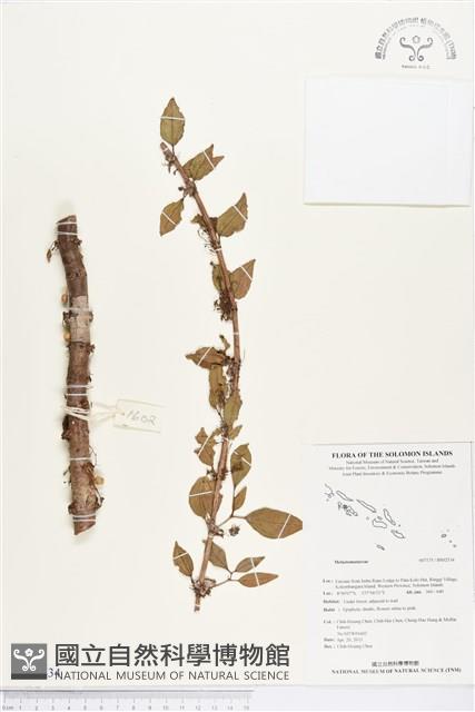 登錄號:BS02534藏品圖，第1張