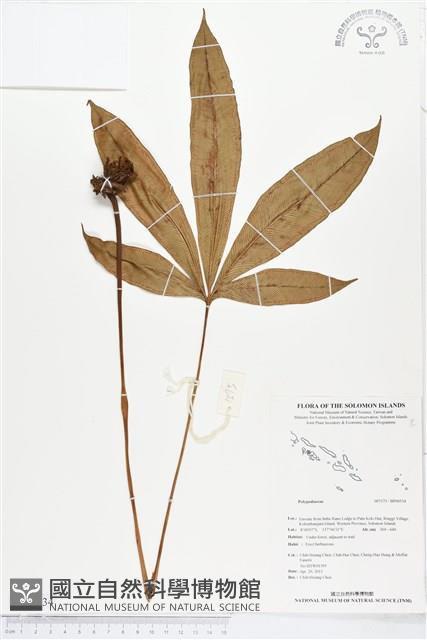 登錄號:BP00534藏品圖，第1張