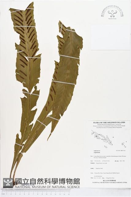 登錄號:BP01534藏品圖，第1張