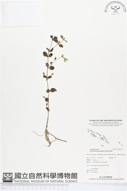 黃花過長沙舅藏品圖，第1張