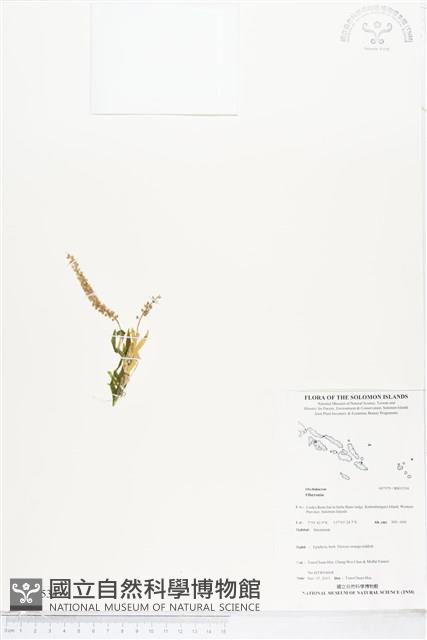 登錄號:BS05534藏品圖，第1張