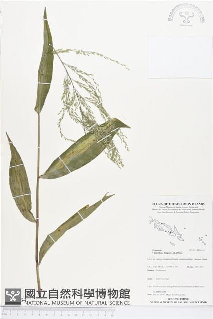 假淡竹葉藏品圖，第1張