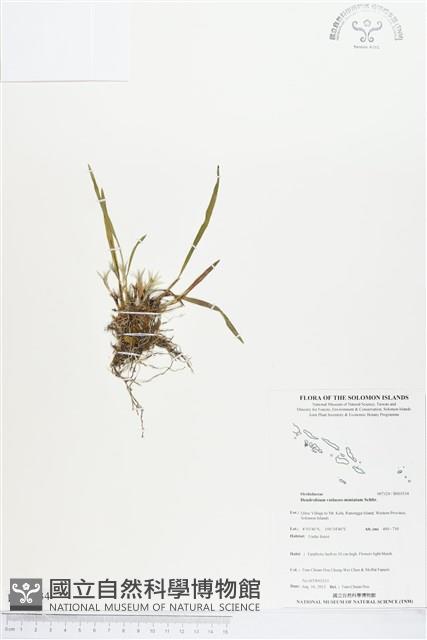 登錄號:BS03534藏品圖，第1張