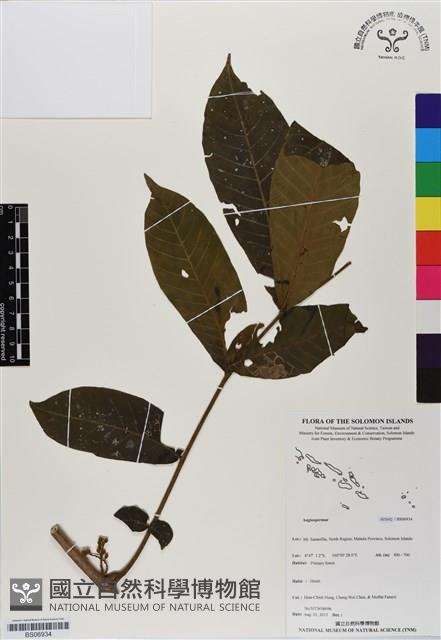 登錄號:BS06934藏品圖，第1張