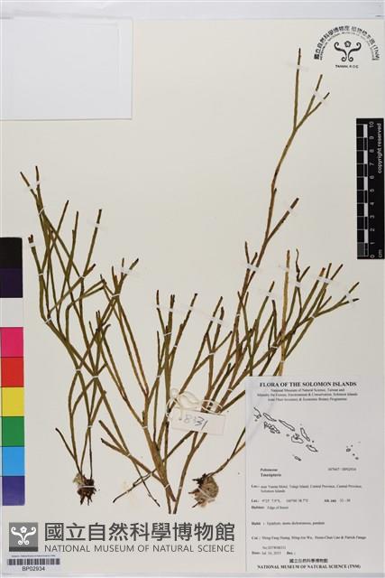 登錄號:BP02934藏品圖，第1張