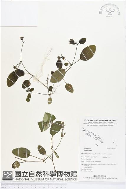 登錄號:BS02934藏品圖，第1張