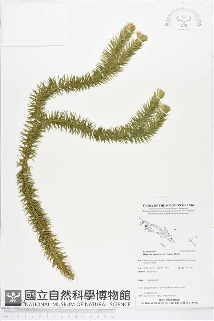 杉葉石松、展葉馬尾杉藏品圖，第1張