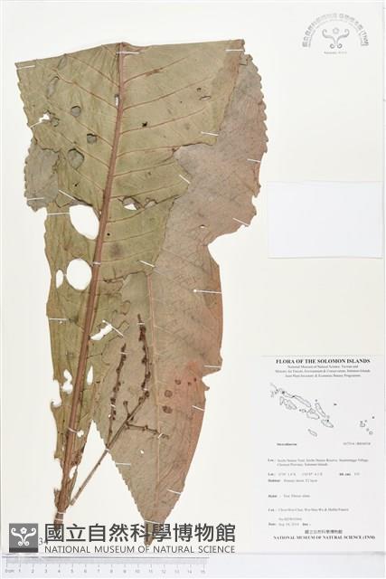 登錄號:BS04934藏品圖，第1張