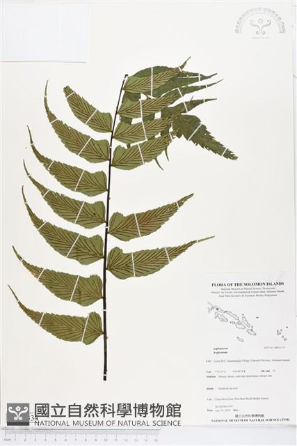 登錄號:BP02334藏品圖，第1張