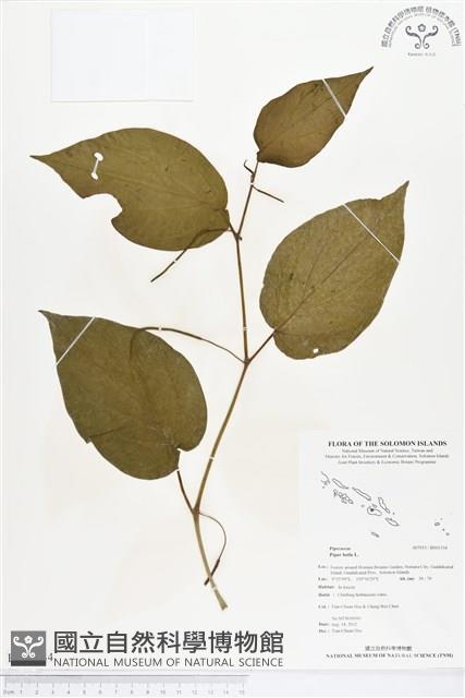 荖藤、荖葉藏品圖，第1張