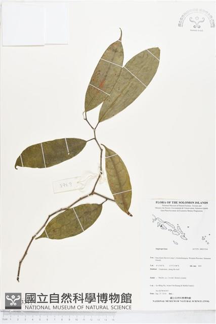 登錄號:BS05334藏品圖，第1張