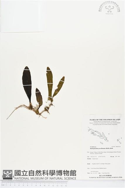 登錄號:BS04334藏品圖，第1張