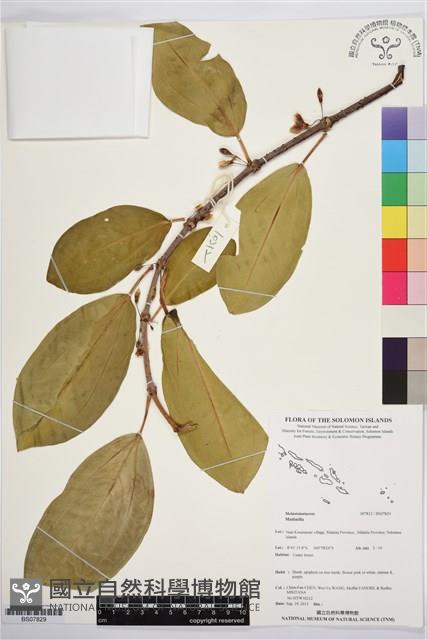 登錄號:BS07829藏品圖，第1張