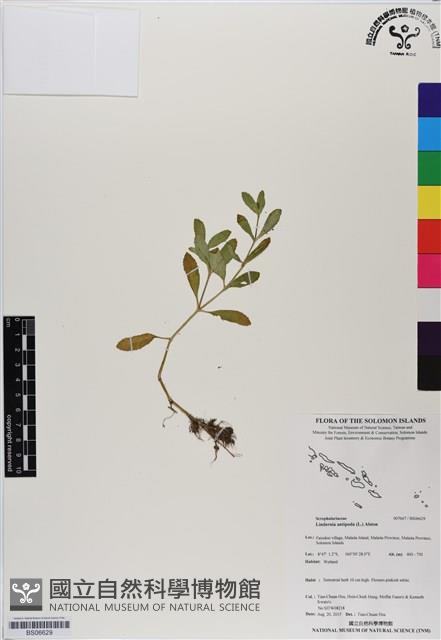 泥花草藏品圖，第1張
