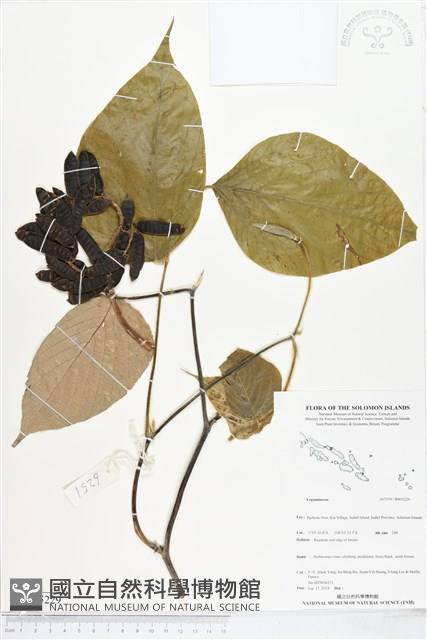 登錄號:BS05229藏品圖，第1張