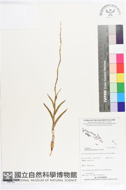 Accession Number:BS07229 Collection Image