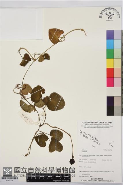 登錄號:BS07729藏品圖，第1張